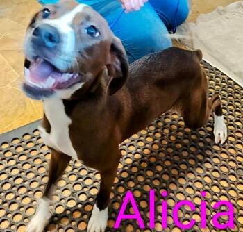 Alicia -  Staffordshire Bull Terrier Dog for Adoption in Mena, Arkansas - Alicia | PetCurious