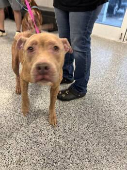 Rescue Mixed Breed Dogs for Adoption in Palmetto, Florida - ATHENA | PetCurious