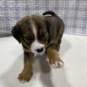 German Shepherd Dog and Collie Dogs Available for Adoption in Puslinch, Ontario - Tacoma | PetCurious