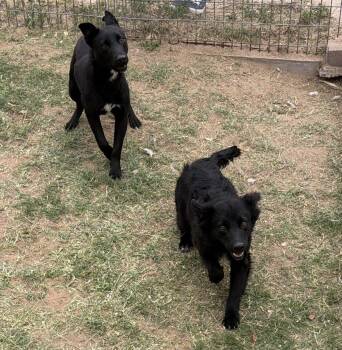 Flat Coated Retriever and Australian Kelpie Dogs Available for Adoption - Ross And Rachel | PetCurious
