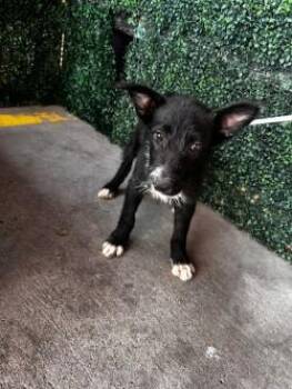 61296719 -  Terrier and Mixed Breed Dog for Adoption in El Paso, Texas - 61296719 | PetCurious
