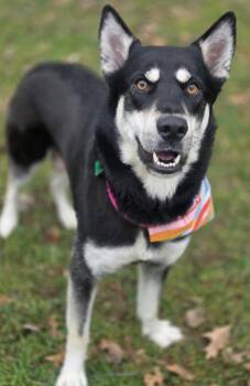 Shepherd Dogs Available for Adoption in Oxford, Michigan - Stormi | PetCurious
