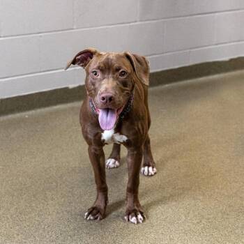 Labrador Retriever and Mixed Breed Dogs Available for Adoption in Council Bluffs, Iowa - Coco | PetCurious