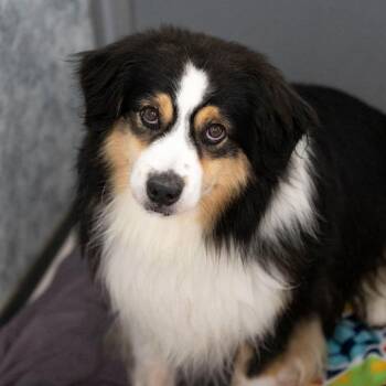 Wyatt (JY26-90) -  Australian Shepherd Dog for Adoption in Peyton, Colorado - Wyatt (JY26-90) | PetCurious