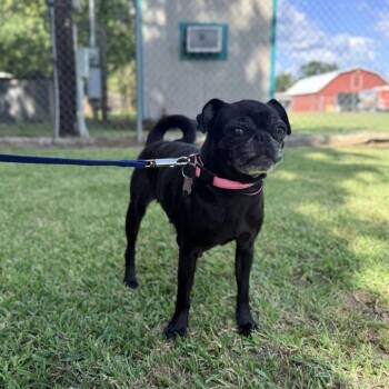 Sarah Jessica Parker -  Pug Dog for Adoption in Carencro, Louisiana - Sarah Jessica Parker | PetCurious