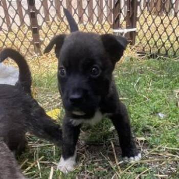 Mixed Breed Dogs Available for Adoption in Bend, Oregon - Asher | PetCurious