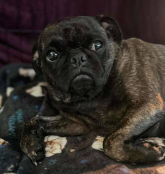 Pudge -  Pug Dog for Adoption in San Diego, California - Pudge | PetCurious