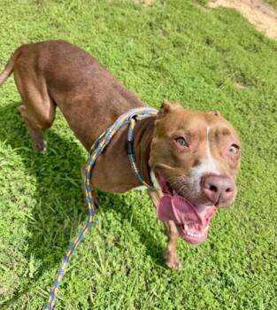 Lola -  Pit Bull Terrier and Mixed Breed Dog for Adoption in Atlanta, Georgia - Lola | PetCurious