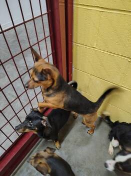 Bob -  Miniature Pinscher Dog for Adoption in Wahpeton, North Dakota - Bob | PetCurious