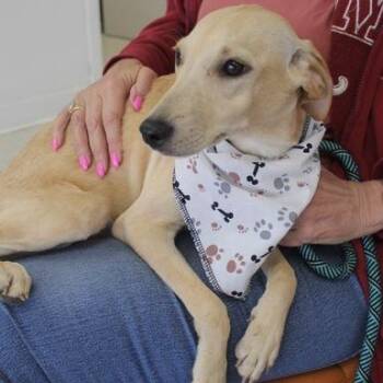 May -  Labrador Retriever and Mixed Breed Dog for Adoption in Birmingham, Alabama - May | PetCurious