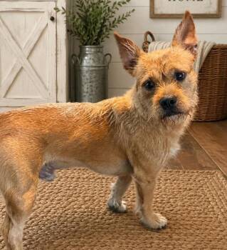 Wire Fox Terrier Dogs Available for Adoption in Grand Bay, Alabama - Toby | PetCurious