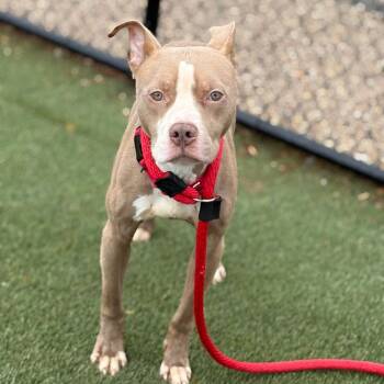Mixed Breed Dogs Available for Adoption in Philadelphia, Pennsylvania - Donalley | PetCurious