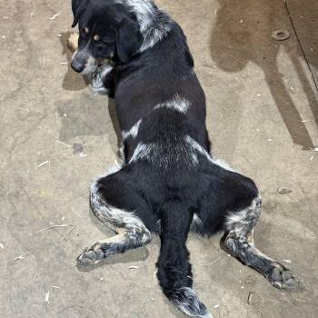 Oakley -  Australian Cattle Dog Blue Heeler and Black Labrador Retriever Dog Available for Adoption in Fries, Virginia - Oakley | PetCurious