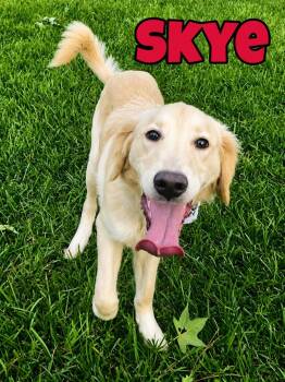 Skye in Texarkana TX -  Golden Retriever Dog for Adoption in Texarkana, Texas - Skye In Texarkana TX | PetCurious