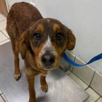 Mixed Breed Dogs Available for Adoption - Rumor | PetCurious