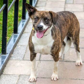Australian Cattle Dog Blue Heeler and Mixed Breed Dogs Available for Adoption in St. Louis, Missouri - MOZZARELLA | PetCurious