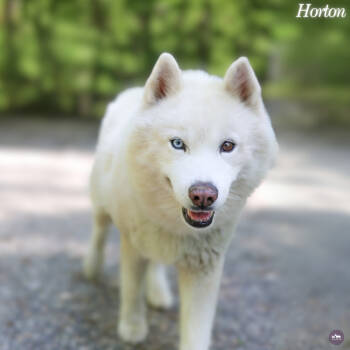 Rescue Husky Dogs for Adoption in Hopkinton, Massachusetts - Horton Hears A Who | PetCurious