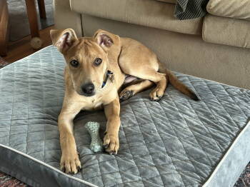 Rescue German Shepherd Dog and Labrador Retriever Dogs for Adoption in Polson, Montana - Cloud Aka Nimbus | PetCurious