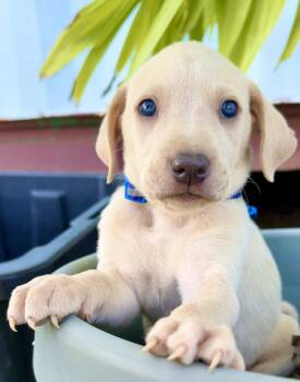 Weimaraner and Labrador Retriever Dogs Available for Adoption - Bruno - Blue Eyed, Cute & Loving Personality - *LOW ADOPTION FEE | PetCurious