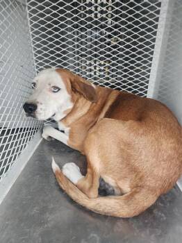 Rescue Labrador Retriever and Australian Cattle Dog Blue Heeler Dogs for Adoption in Thousand Oaks, California - Stanley | PetCurious