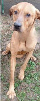 Labrador Retriever and Rhodesian Ridgeback Dogs Available for Adoption - Jeffrey | PetCurious