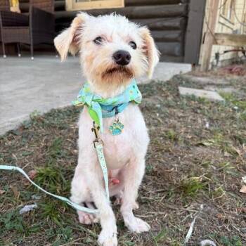 Luciano Love Bug -  Wirehaired Terrier and Chihuahua Dog for Adoption in Friendswood, Texas - Luciano Love Bug | PetCurious