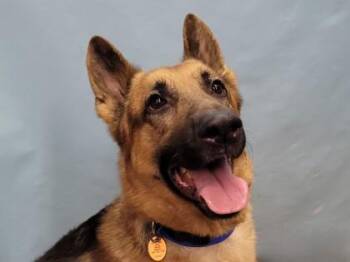 Reggie -  German Shepherd Dog and Mixed Breed Dog for Adoption in Woodbury, Minnesota - Reggie | PetCurious