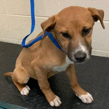 Mixed Breed Dogs Available for Adoption - SNOWBALL(SURF) | PetCurious