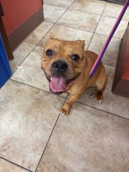 Glitter -  Mixed Breed Dog for Adoption in Cincinnati, Ohio - Glitter | PetCurious