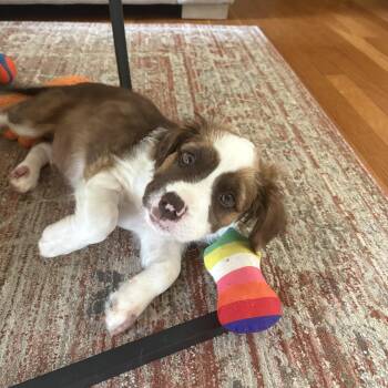 Frappuccino -  Brittany Spaniel Dog for Adoption in Blacksburg, Virginia - Frappuccino | PetCurious