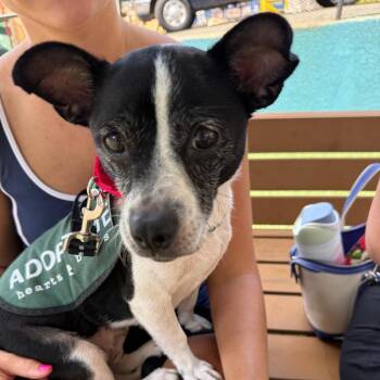 Tiverton -  Jack Russell Terrier and Mixed Breed Dog for Adoption in New York, New York - Tiverton | PetCurious