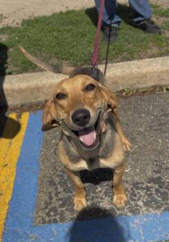 Beagle Dogs Available for Adoption in Wantagh, New York - Elvira | PetCurious