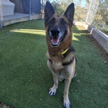 Rescue German Shepherd Dog Dogs for Adoption in Galveston, Texas - Rosalie | PetCurious