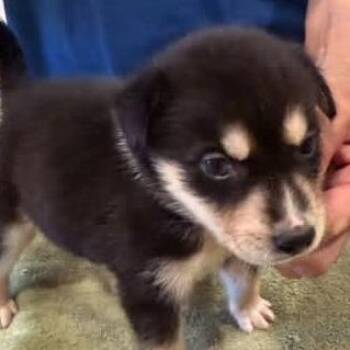 Rex -  Mixed Breed Dog for Adoption - Rex | PetCurious