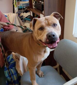 Albert -  American Staffordshire Terrier and Pit Bull Terrier Dog for Adoption in Springfield, Ohio - Albert | PetCurious