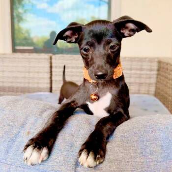 Rescue Chihuahua Dogs for Adoption in Warren, Rhode Island - Apricot | PetCurious