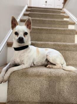 Chihuahua and Terrier Dogs Available for Adoption - ERNIE | PetCurious