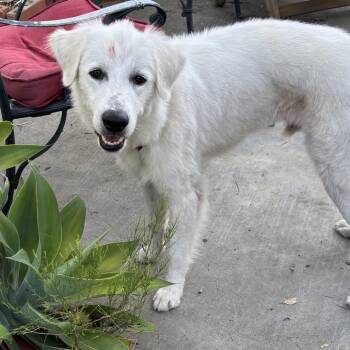 Yuki -  Great Pyrenees and Golden Retriever Dog for Adoption in San Diego, California - Yuki | PetCurious