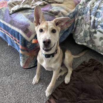 German Shepherd Dog Dogs Available for Adoption in Omaha, Nebraska - Dash | PetCurious