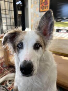 Juniper -  Border Collie Dog for Adoption in Houston, Texas - Juniper | PetCurious