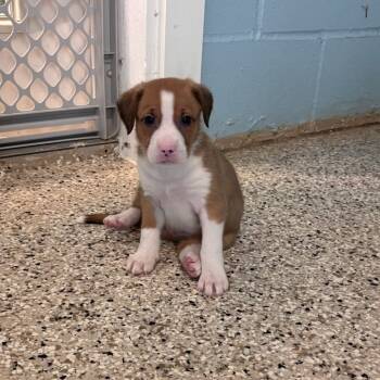 Rescue Mixed Breed Dogs for Adoption in Loxahatchee Groves, Florida - Sora 7688 | PetCurious