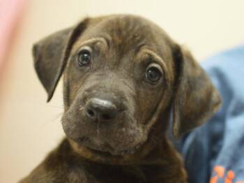 Samuelson -  Pit Bull Terrier and Mixed Breed Dog for Adoption in Portland, Oregon - Samuelson | PetCurious