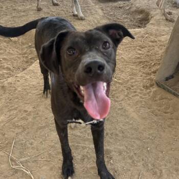 Heatwave in NH Come Meet our Adoptable Dogs Wednesday-Saturday.  -  Black Labrador Retriever Dog for Adoption in Manchester, New Hampshire - Heatwave In NH Come Meet Our Adoptable Dogs Wednesday-Saturday.  | PetCurious