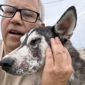 Meela -  Husky Dog Available for Adoption in Eufaula, Oklahoma - Meela | PetCurious