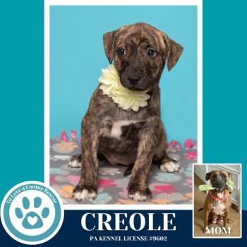 Black Mouth Cur and Pit Bull Terrier Dogs Available for Adoption - Creole (Noelle
