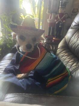 Rescue Poodle and Chihuahua Dogs for Adoption - DollyMae *Arriving 12/6* | PetCurious