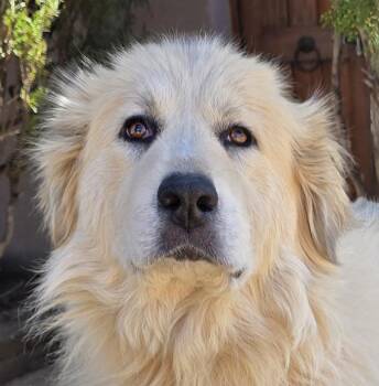 Great Pyrenees and Golden Retriever Dogs Available for Adoption - Simply Ms Shoni ~ YUMMY Golden Pyr ! | PetCurious