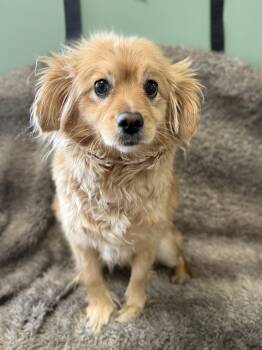 Estrella -  Pomeranian and Mixed Breed Dog for Adoption in Eagle, Colorado - Estrella | PetCurious