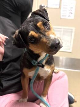 Terrier and Mixed Breed Dogs Available for Adoption in King William, Virginia - Flip-Flop | PetCurious