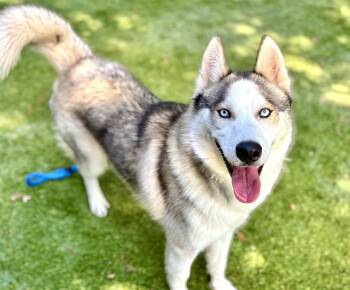 Rescue Husky and Mixed Breed Dogs for Adoption in San Jose, California - GHOST | PetCurious